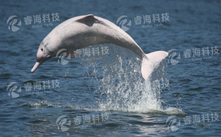 珠江口白海豚保護(hù)區(qū)觀測(cè)工程